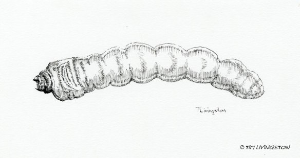 Pine Sawyer Grub, larva, larval