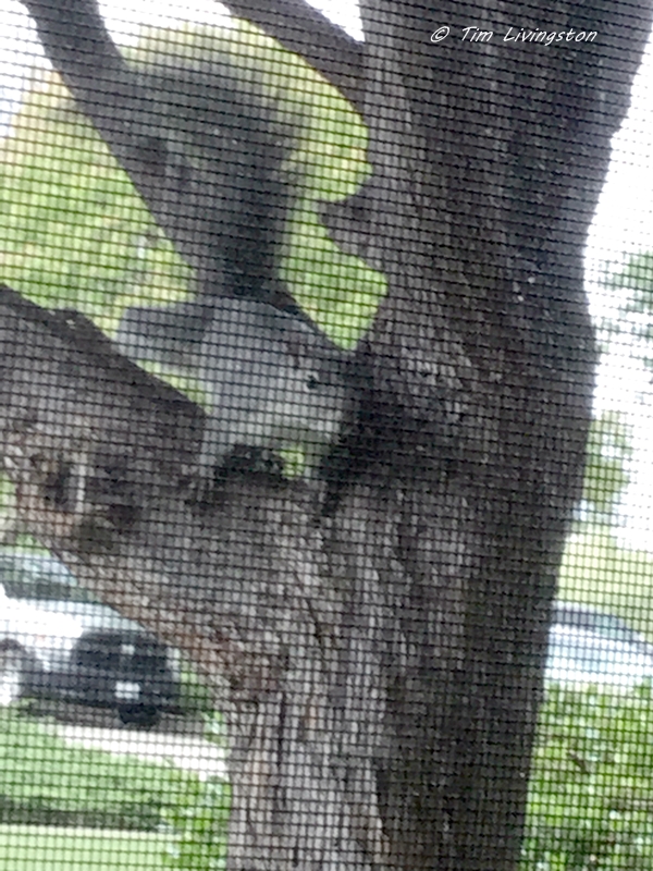 gray squirrel, stalker