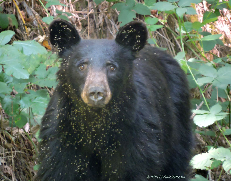 black bear, bear, wildlife, photography