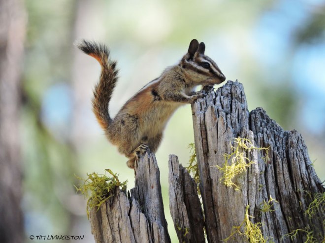 chipmunk