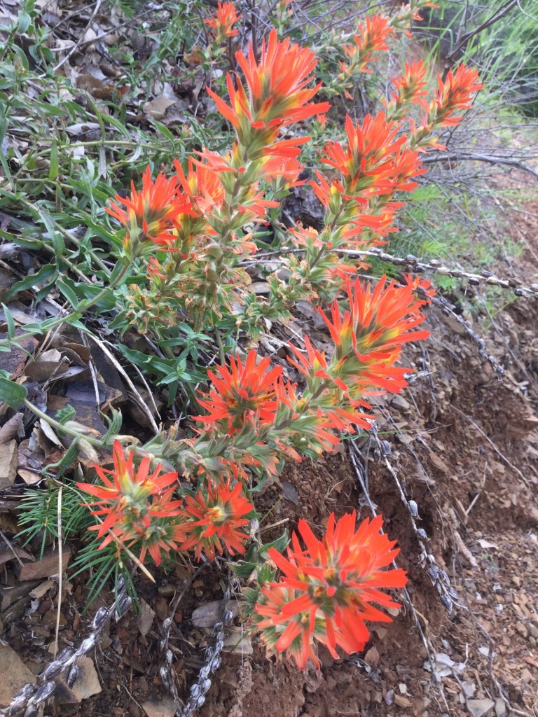 Indian Paintbrush, wildflowers