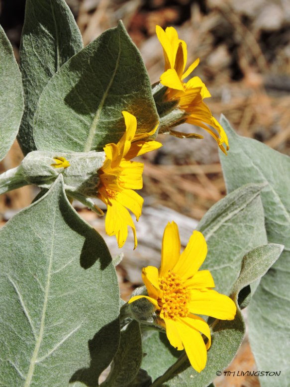 mule ears, wyethia, wildflower, wild, woolly mule ears