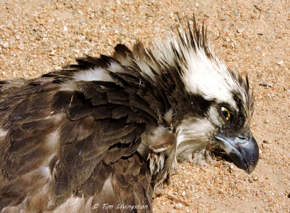osprey, nesting, helicopter