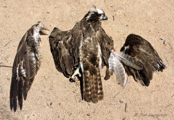 The osprey was cut to pieces defending it's nest.