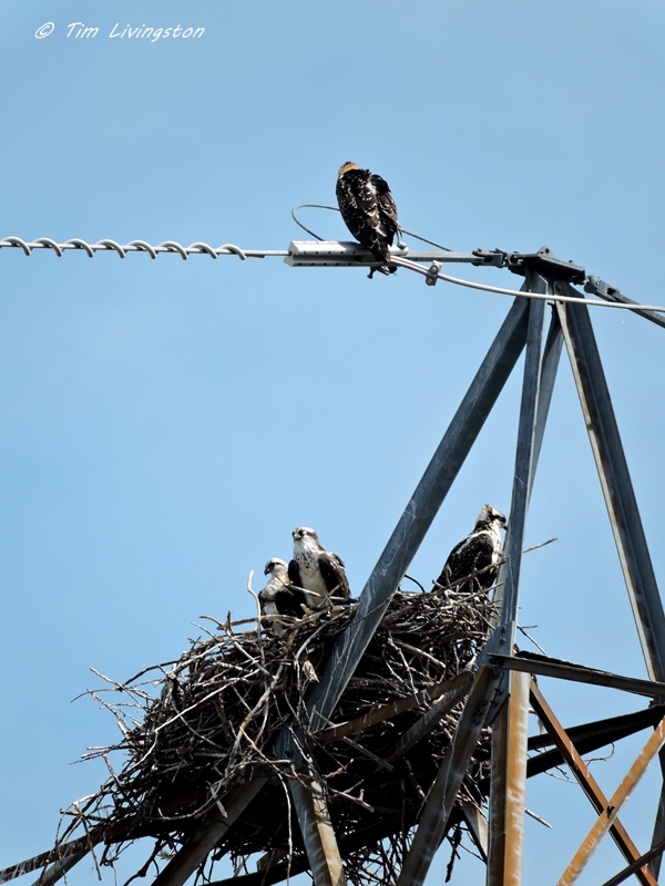 osprey, bird strike, osprey nest