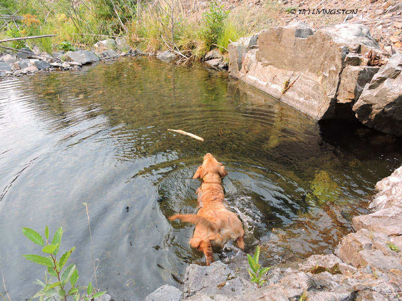 golden retriever, Bliss