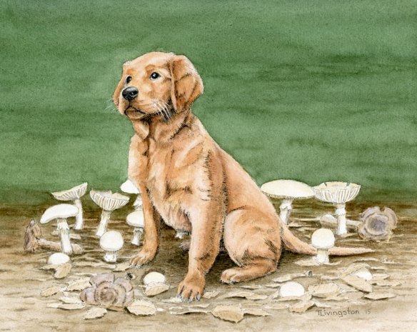 Bliss, golden retriever, dog, puppy, poison, amanita ocreata, Destroying Angel