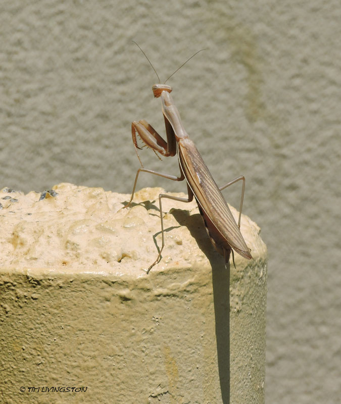praying mantis, insect