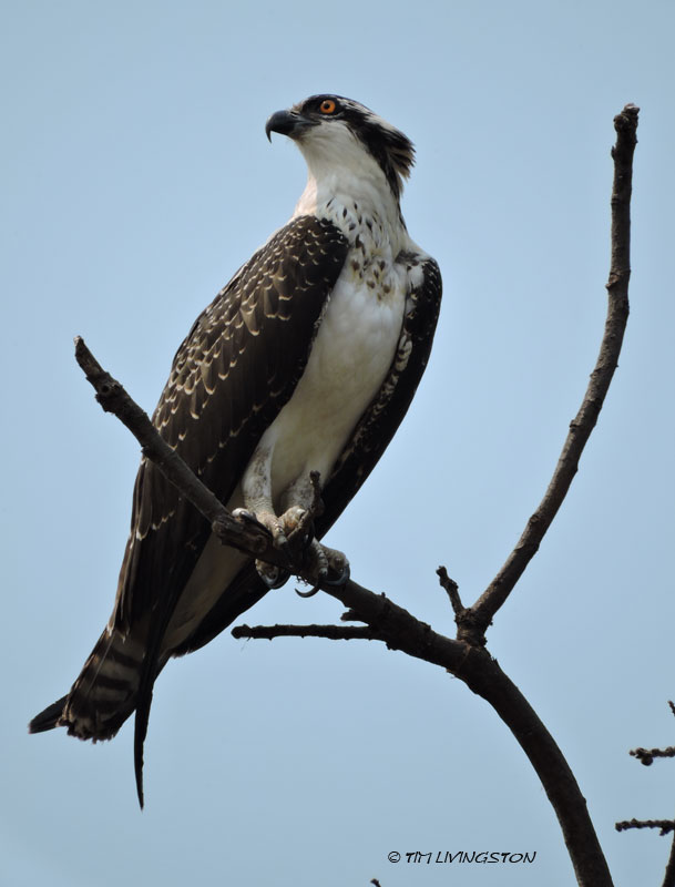 osprey