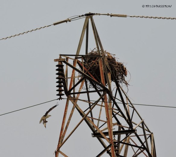 osprey, fishing