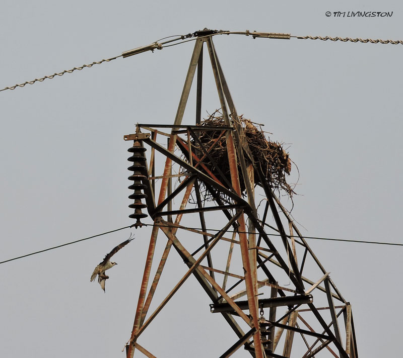osprey, fishing