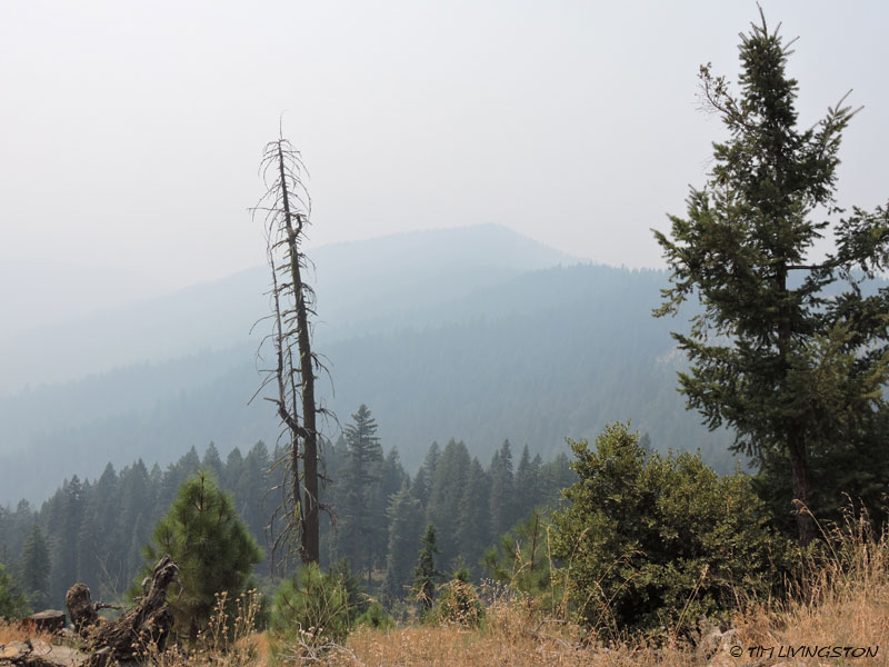 snag, forestry, wildfire