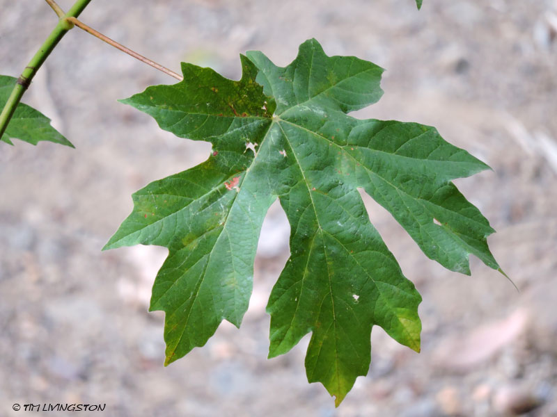 Bigleaf maple leaf.