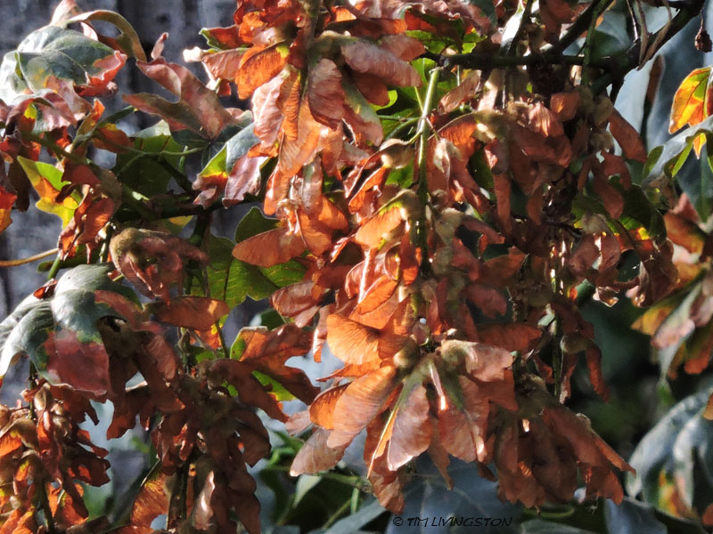 bigleaf maple, winged seeds, maple seeds