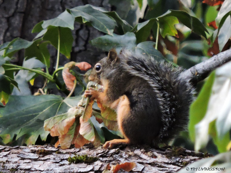 Douglas Squirrel, maple, bigleaf maple