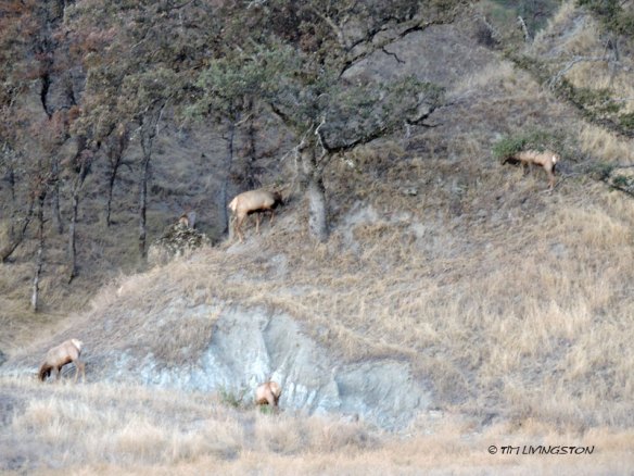 Tule elk, nature photography