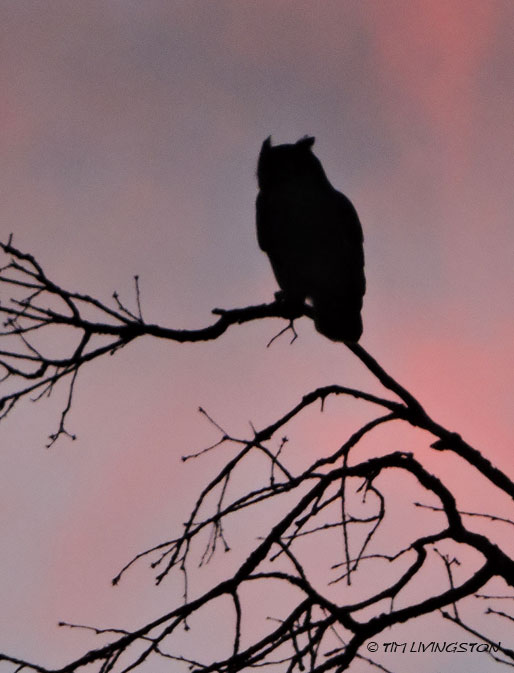 owl, great horned owl, wildlife, photography
