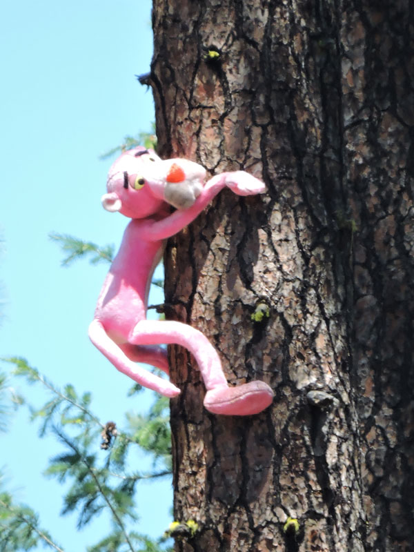Pink Panther, wildlife