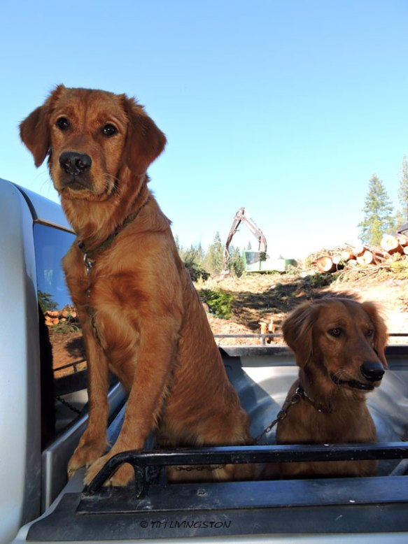 Bliss, Tasha, golden retriever, dogs