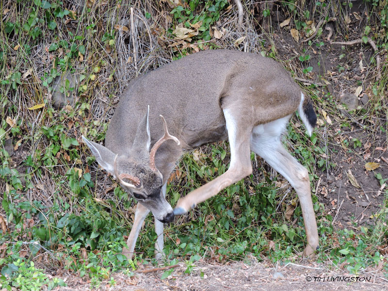 buck, black tail deer, French Gulch