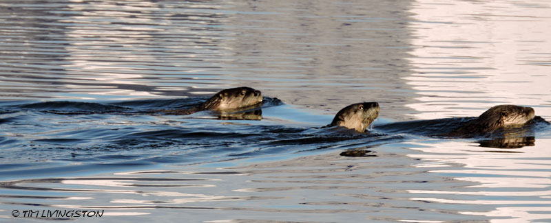 otters, golden retrievers, dogs, retrievers, log pond, sawmill