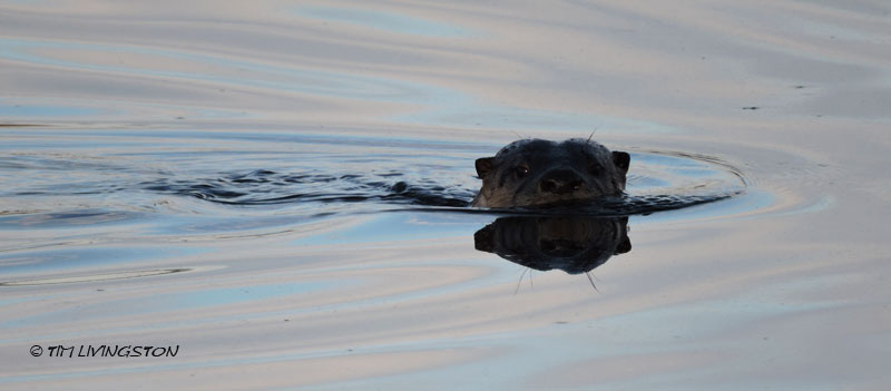 otters, golden retrievers, dogs, retrievers, log pond, sawmill