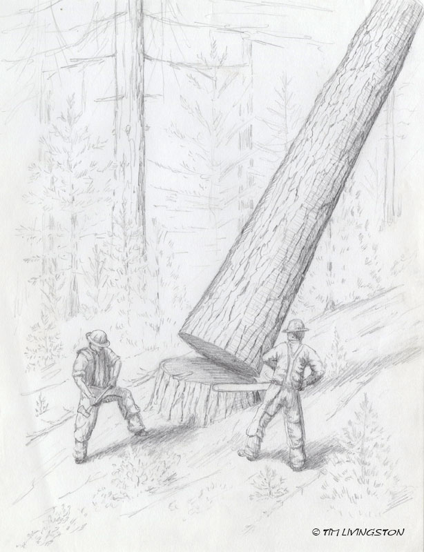 drawing, pencil,children's book, illustration, forestry