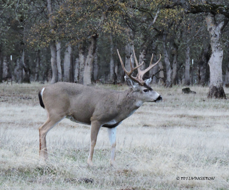 black tail, buck, deer, photography, nature