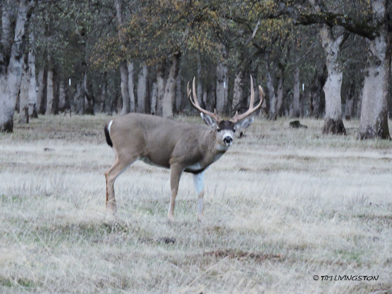 black tail, buck, deer, photography, nature