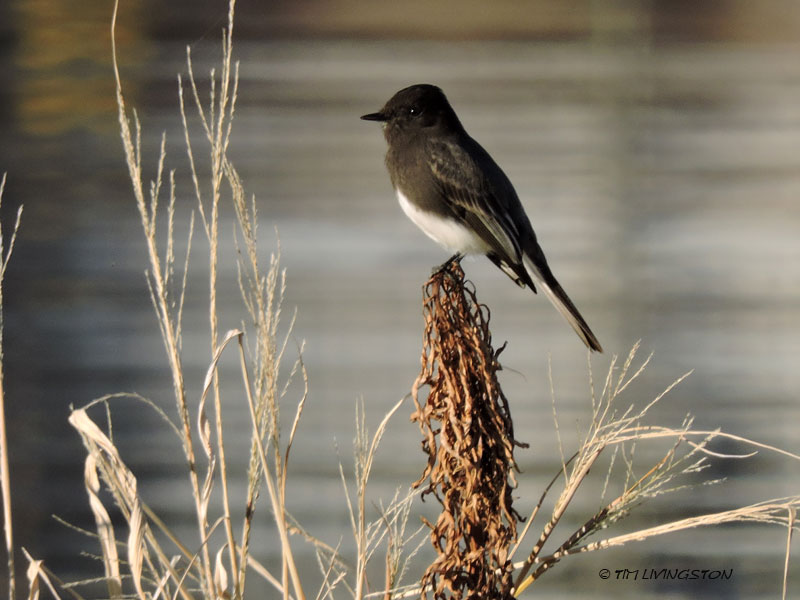 black phoebe
