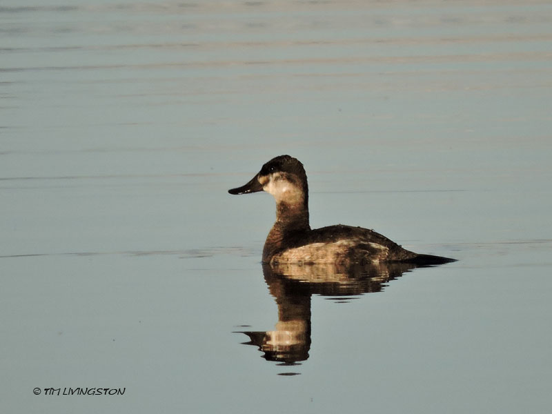 ruddy duck hen
