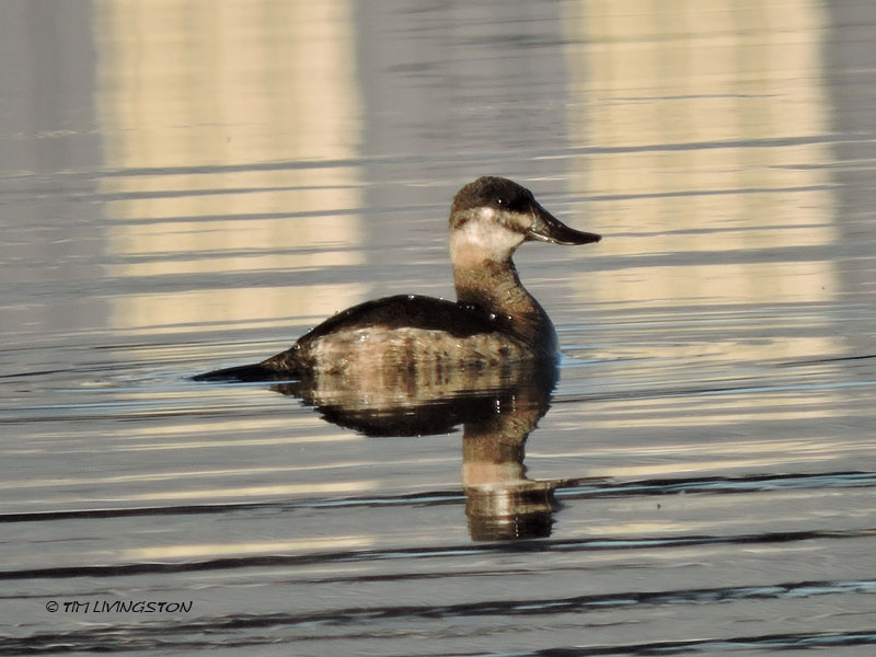 ruddy duck