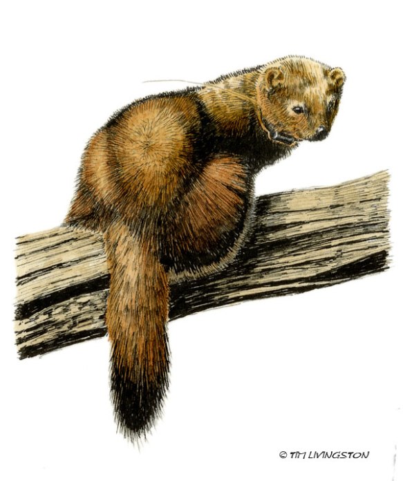 Fisher, Pacific fisher, mixed media, pen and ink, watercolor, wildlife, Timber!