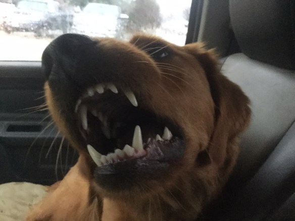 Bliss: "Rarr Rarr Ruff!!!" Me: "Everyone's a critic. Maybe next time I'll let the sleeping dog lie."