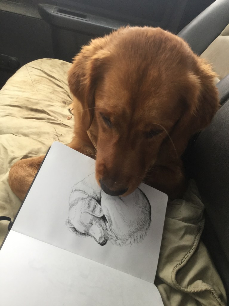 golden retriever, pen and ink