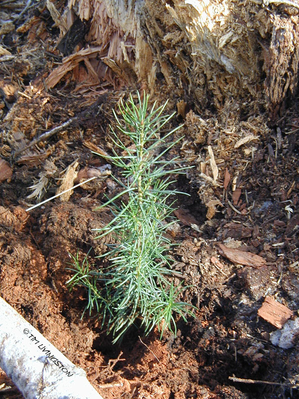seedling, forestry reforestation
