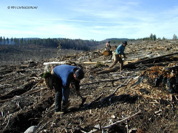 tree planter, forestry
