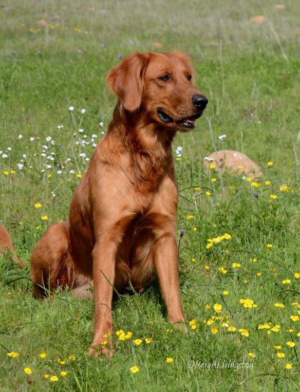 In our area, the first showing of wild flowers happens around Tasha's birthday. 