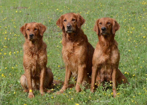 Tasha is joined by Sailor and Bliss. Bliss, Sailor, Tasha