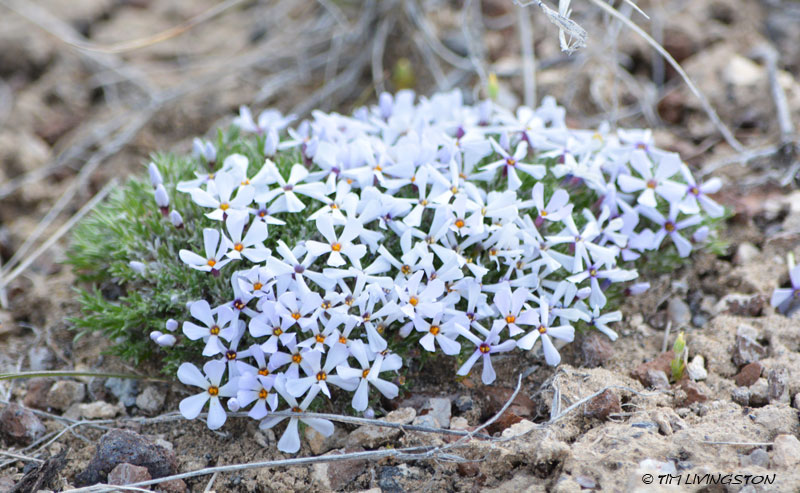 wildflowers, agate