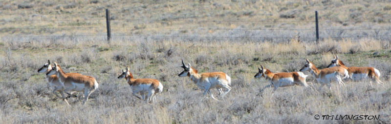 Pronghorn antelope