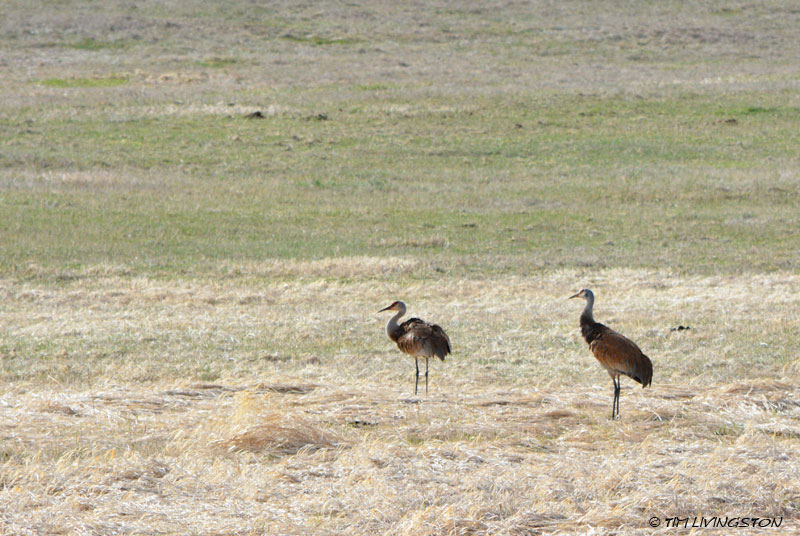 Sand crane, Montana