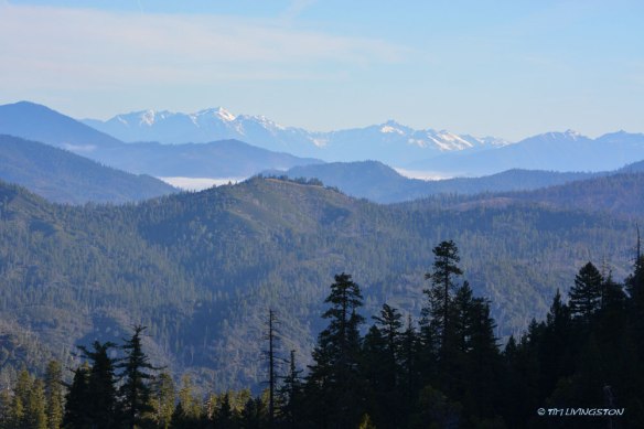 Wildwood, Trinity Alps,