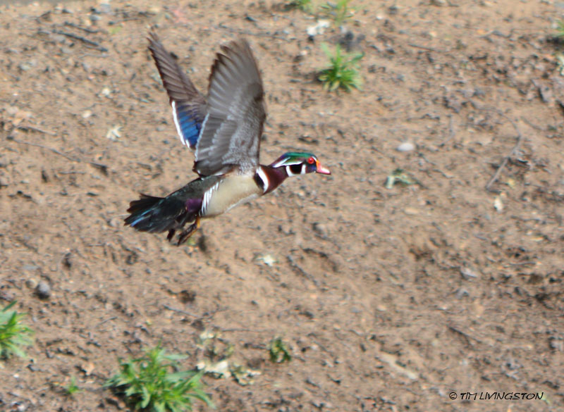 wood duck