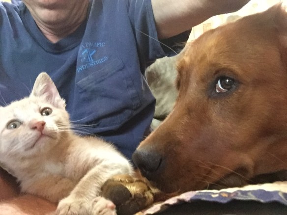 kitten,  golden retriever, dog