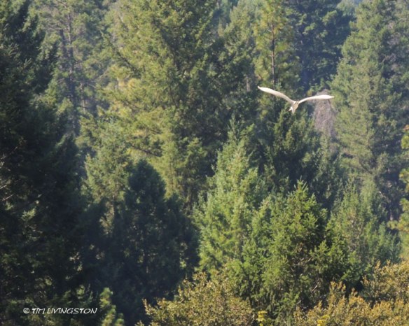 egret, cattle egret, Trinity River