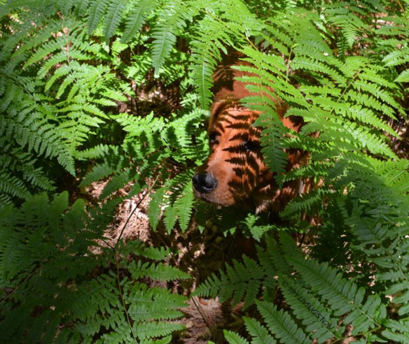 Bliss, Golden retriever, Trinity River