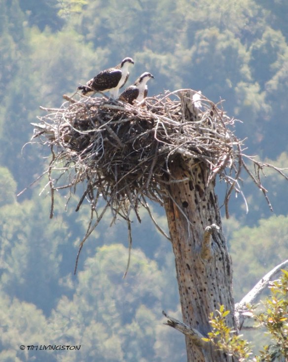 Osprey, fledgling, wildlife, photography 