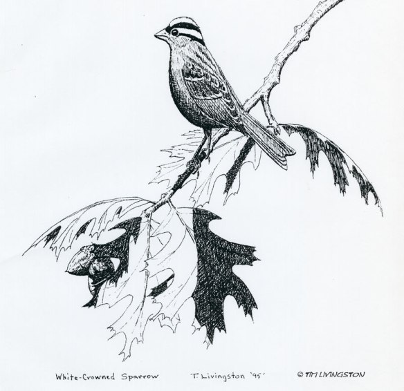 WhiteCrownedSparrow001