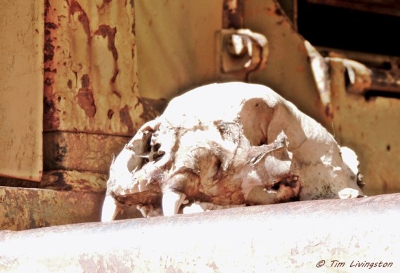 bear skull, black bear, pen and ink, pen drawing, wildlife